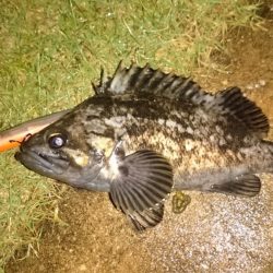 小雨の中でのシーバス狙い
