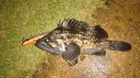 小雨の中でのシーバス狙い