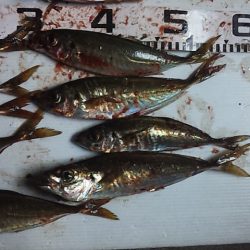 寒いし渋いが尺アジゲット