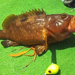 ホウボウが釣れ始めたよー