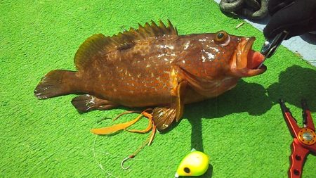 ホウボウが釣れ始めたよー