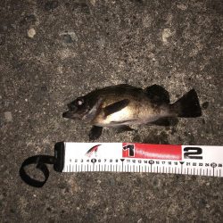 良型メバル連発