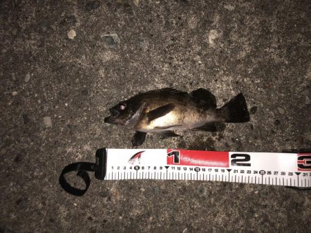 良型メバル連発