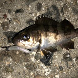 メバちびと遊ぶ