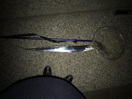 季節外れ？の初タチウオ