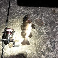 良いサイズのメバル