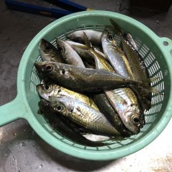 アジ釣り①