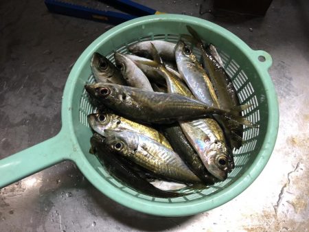 アジ釣り①