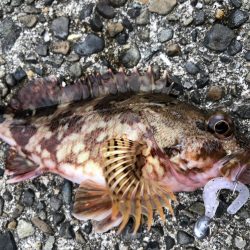 マイクロベイトパターンにはシラスカラー!!