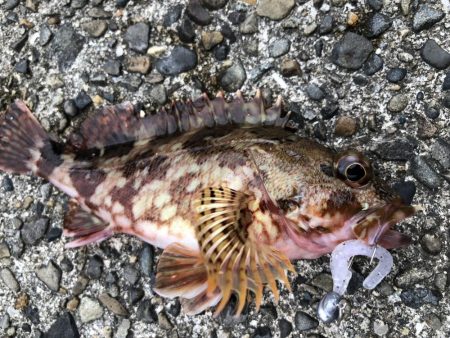 マイクロベイトパターンにはシラスカラー!!