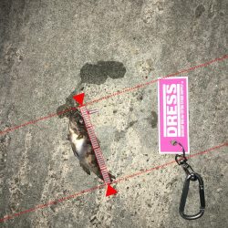 プラグでのメバリング