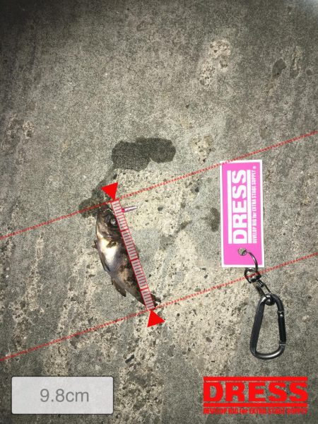 プラグでのメバリング