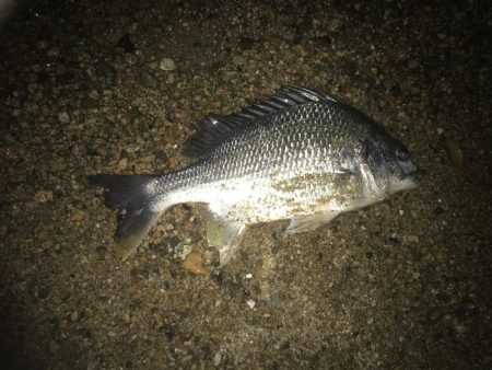 暖かくなり釣り人も多くなってる