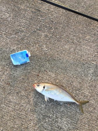 アジのカゴ釣り