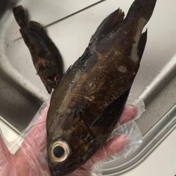 爆風ライトゲーム