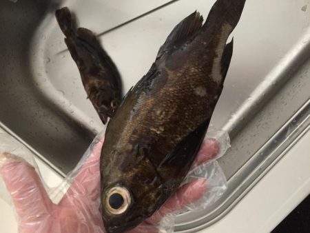 爆風ライトゲーム