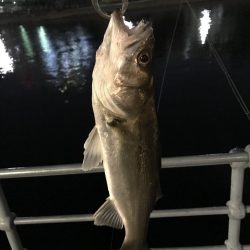 マイクロベイト ?