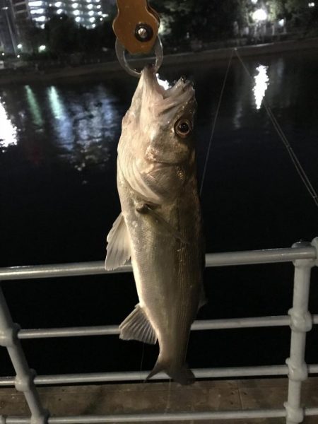 マイクロベイト ？