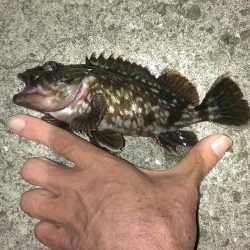 春のガシラ調査