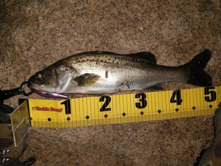 タイリクスズキ?