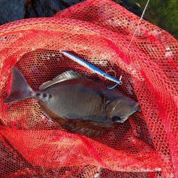 青物釣れねーなー