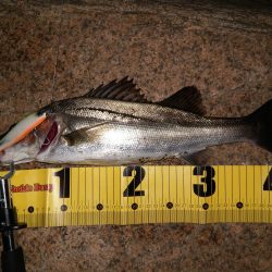 チーバスとボラとベイト