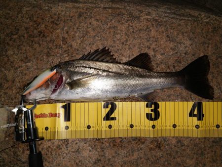 チーバスとボラとベイト