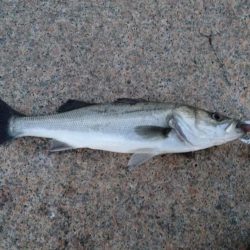 ボラ無しシーバス