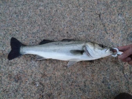 ボラ無しシーバス