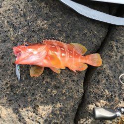 久しぶりにサカナが釣れた。