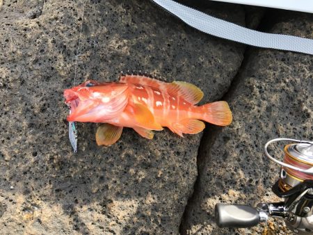 久しぶりにサカナが釣れた。