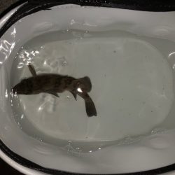 二見メバリング2