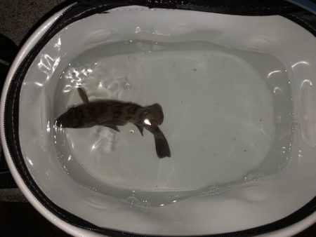 二見メバリング2