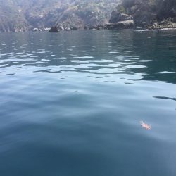 青物狙いのはずが