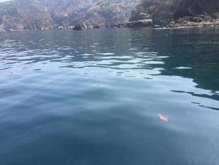 青物狙いのはずが