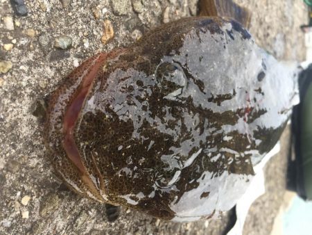 何でもいいから釣れて