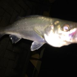 チーバスからのボラ祭り