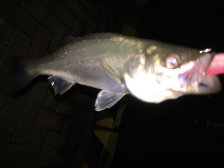 チーバスからのボラ祭り