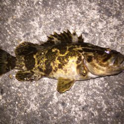 際打ちでデカガシラとシーバス