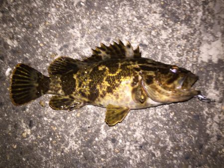 際打ちでデカガシラとシーバス