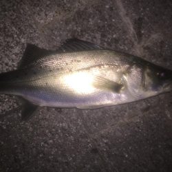 シーバス狙いできたものの