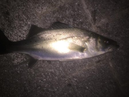 シーバス狙いできたものの