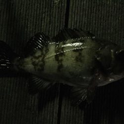 メバル狙いできたものの