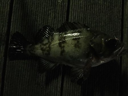 メバル狙いできたものの