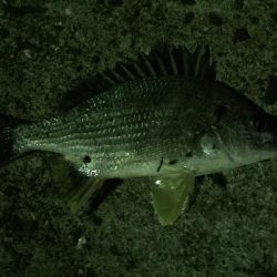 天保山熱し！キビレ2枚、タケノコ10本