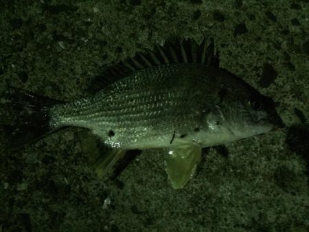 天保山熱し！キビレ2枚、タケノコ10本