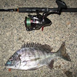 今年初のチニングにてGET(σ・∀・)σｹﾞｯﾂ!!