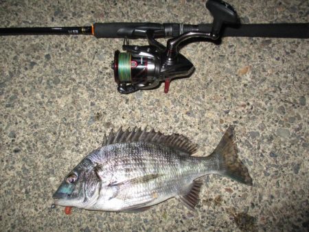 今年初のチニングにてGET(σ・∀・)σｹ…