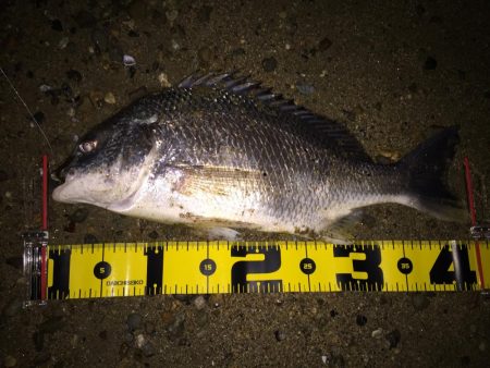 ２０１８ キビレ調査NO、1