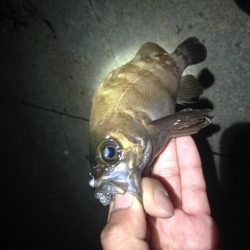 真夜中メバリング